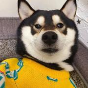 deomo的个人资料头像