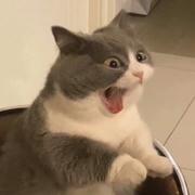 木根的个人资料头像