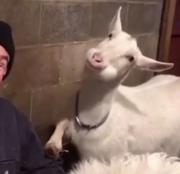 不做梵高的代替品的个人资料头像