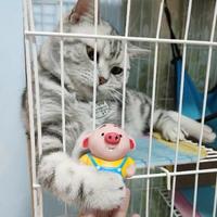 猪小屁家的臭猫咪头像