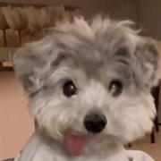 文森佐的个人资料头像