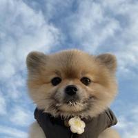 平平无奇的阿木头像