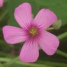 暖心菲菲的个人资料头像