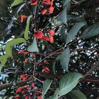 土豆的老伴头像