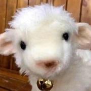 _小羊的个人资料头像