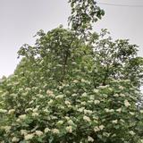 张新良一生无悔头像