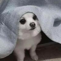 嘀嘀哒哒哒头像
