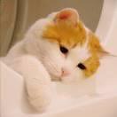 啊切咧的个人资料头像