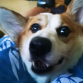 汤圆1122123头像