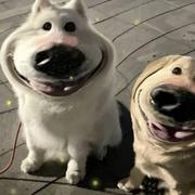 听话的地瓜的个人资料头像