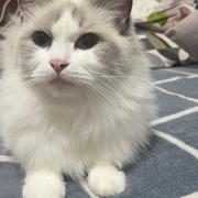 旧巷少年着旧杉的个人资料头像