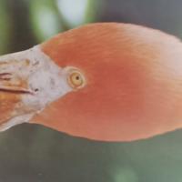 热闹风声ET头像
