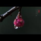 科技百色0T8头像