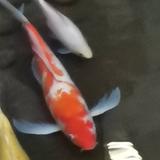 快活林625头像