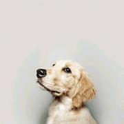 Coisini的个人资料头像