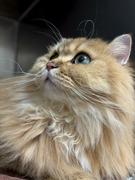 小帆聊前端的个人资料头像