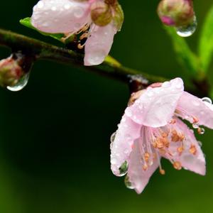 桃花换酒头像