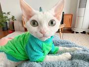 lauuu的个人资料头像