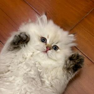 瓜呱熊头像