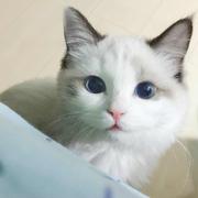 段誉的六脉神剑的个人资料头像