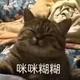 kikikikoli头像