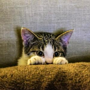 阿猫阿狗头像