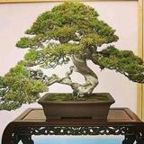 王哥头像