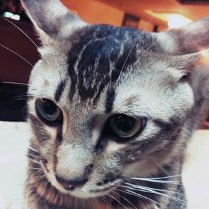 养猪亏了五十万头像