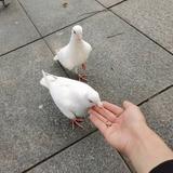 丨丶海头像