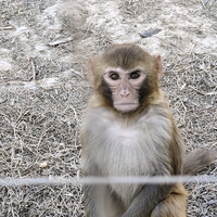 智慧的五星好市民头像