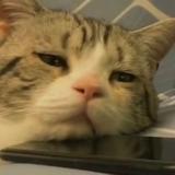 佛系少年932头像
