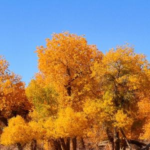 四棵槐花树头像