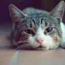 吉书强的个人资料头像