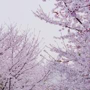 九玉的个人资料头像