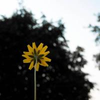 林文艺青年头像