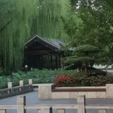 深海游弋的白鲨头像