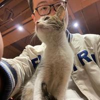 狗星宝头像