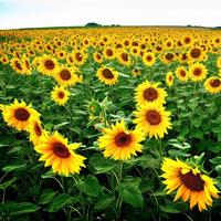 开朗火车E4l头像