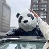 养乐多4876头像