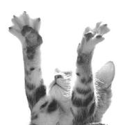 Maoo的个人资料头像