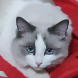 zhanko头像