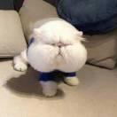 BADTZMARU的个人资料头像