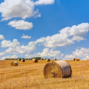 LC986的个人资料头像