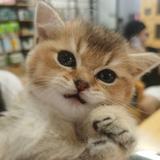 乐宠宠物店408头像