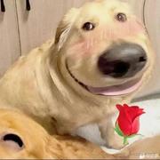 玩儿火的个人资料头像