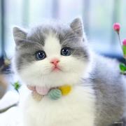 厉害了我的國的个人资料头像