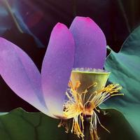 淡泊的帆船sdh头像