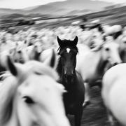 木鸢的个人资料头像