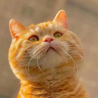 红袖添香梦难成头像