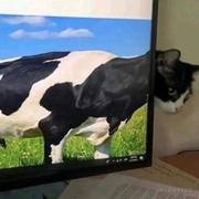 牛猫哥的个人资料头像